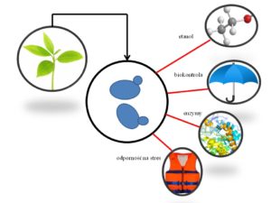Rys 1. Korzyści z zastosowania drożdży niekonwencjonalnych w procesach biotechnologicznych.