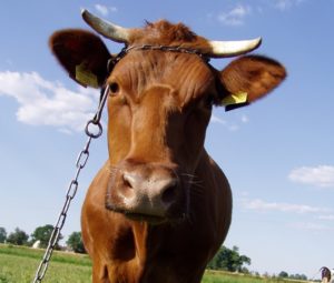 Jest tajemnicą poliszynela, że większość tzw. mleka ekologicznego sprowadzana jest m.in. z Litwy. Polscy rolnicy i sadownicy niechętnie sięgają po certyfikaty, tłumacząc swą niechęć ogromną biurokracją z tym związaną.
